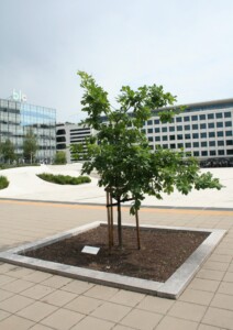 Ąžuolas V. Nagevičiui atminti, Vytauto Didžiojo karo muziejaus sodelis. 2024 m.