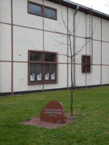 Algirdo Šociko ąžuolas prie Kauno sporto halės. 2016 m.
